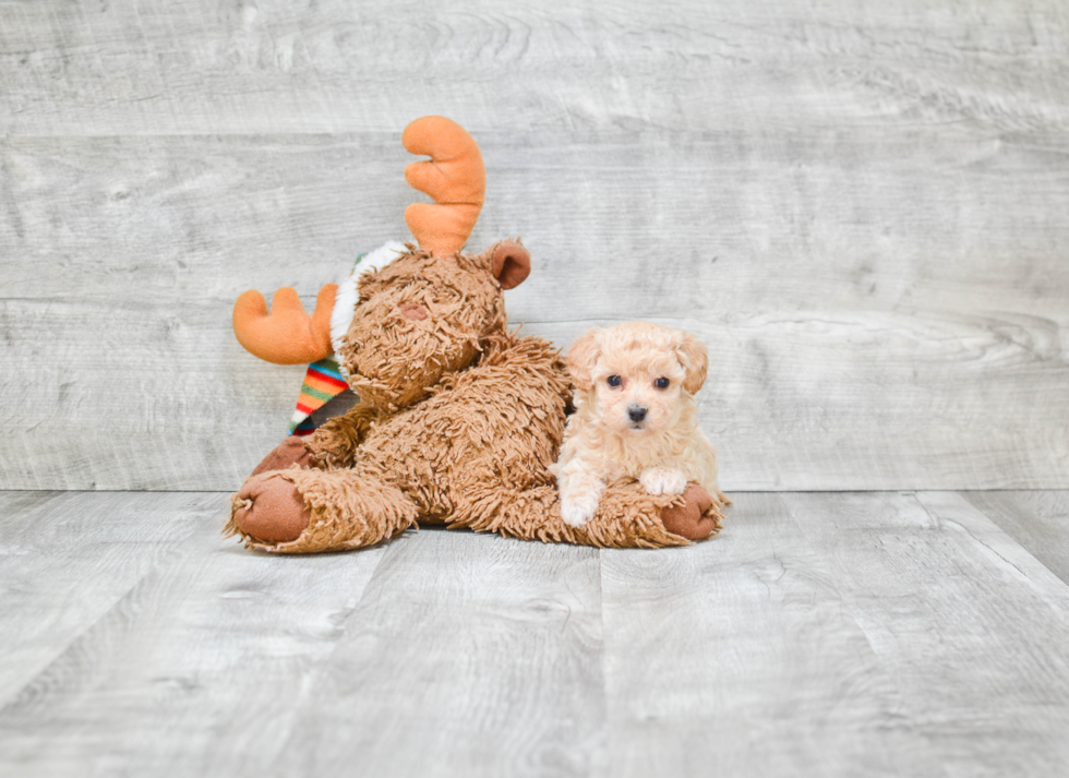 Little Maltepoo Poodle Mix Puppy