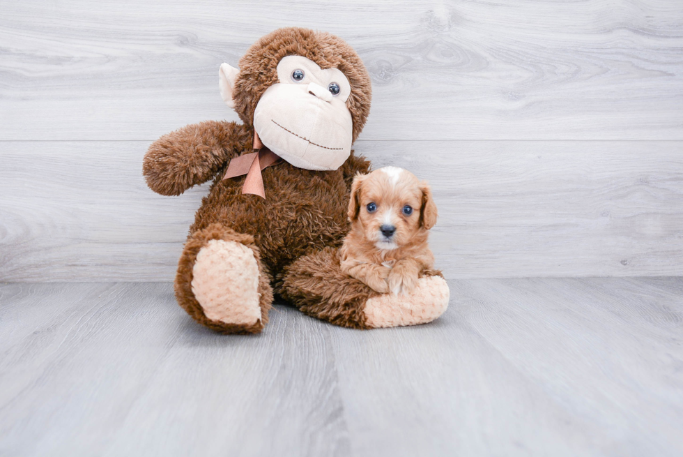 Cavapoo Puppy for Adoption