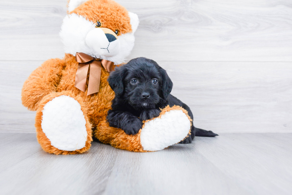 Best Mini Labradoodle Baby