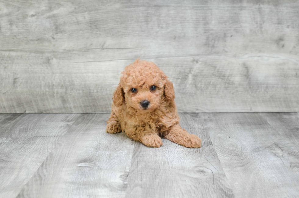 Hypoallergenic Poodle Baby