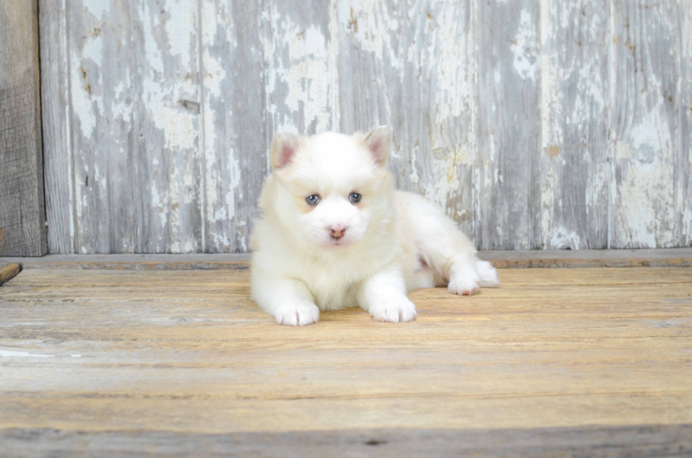 Sweet Pomsky Baby