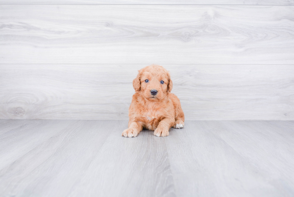 Mini Goldendoodle Puppy for Adoption