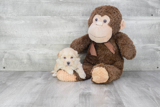 Petite Maltipoo Poodle Mix Pup