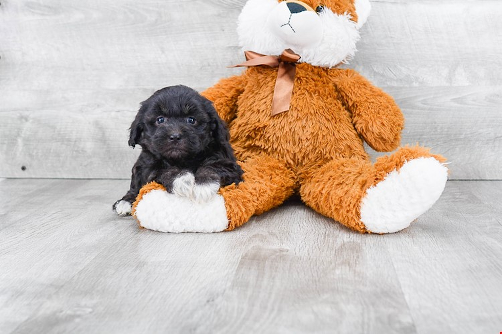 Friendly Havanese Purebred Pup