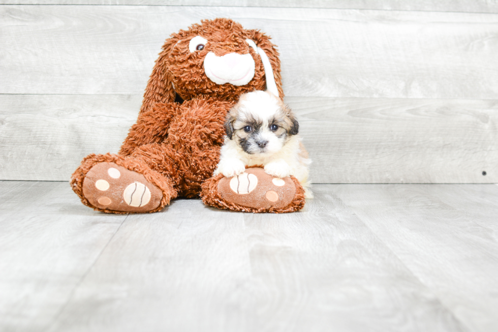 Funny Teddy Bear Designer Pup