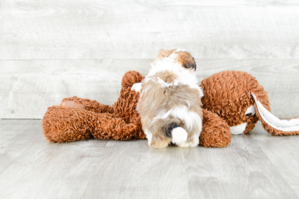 Teddy Bear Pup Being Cute