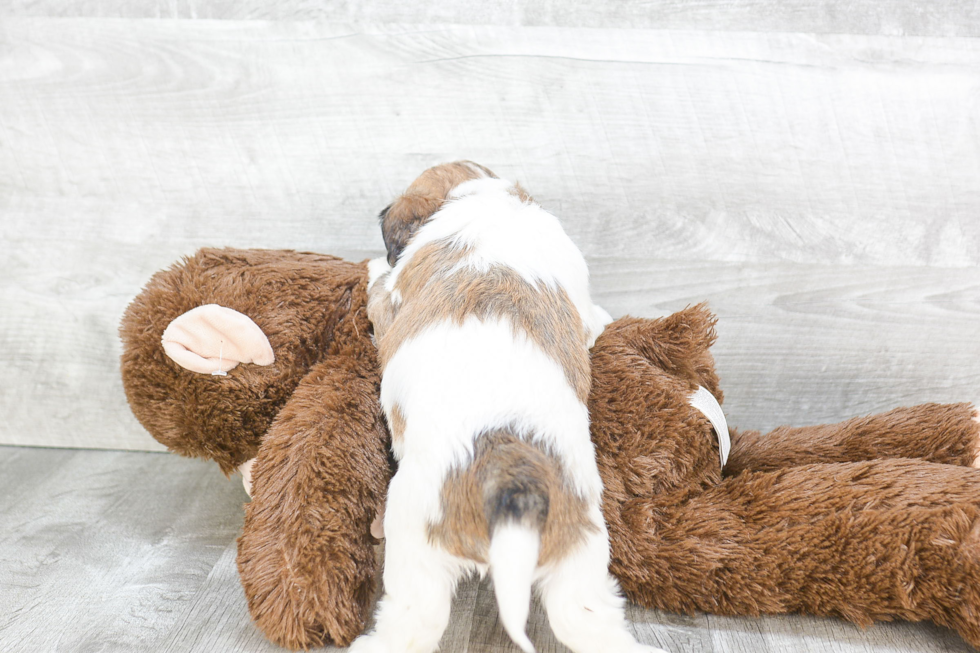 Popular Cavachon Designer Pup