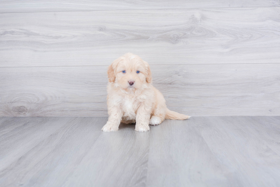 Adorable Mini Berniedoodle Poodle Mix Puppy