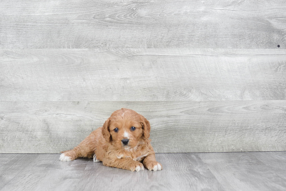 Cavapoo Puppy for Adoption