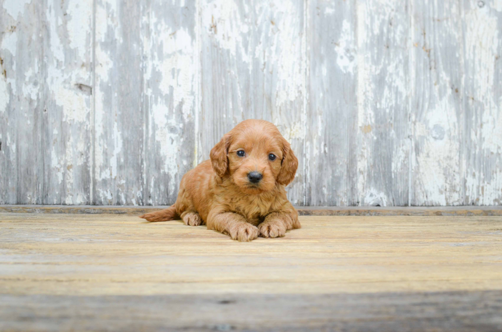 Mini Goldendoodle Puppy for Adoption