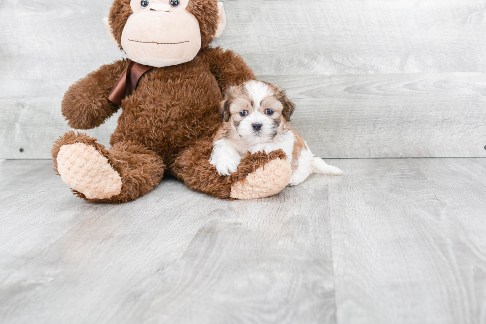 Adorable Shichon Designer Puppy