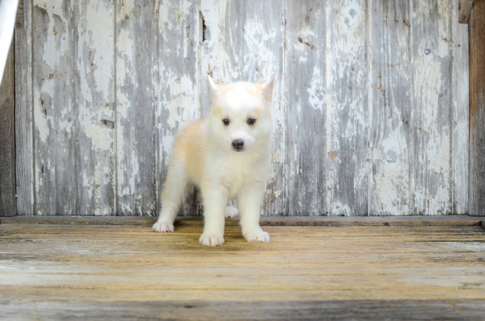 Hypoallergenic Mini Husky Designer Puppy