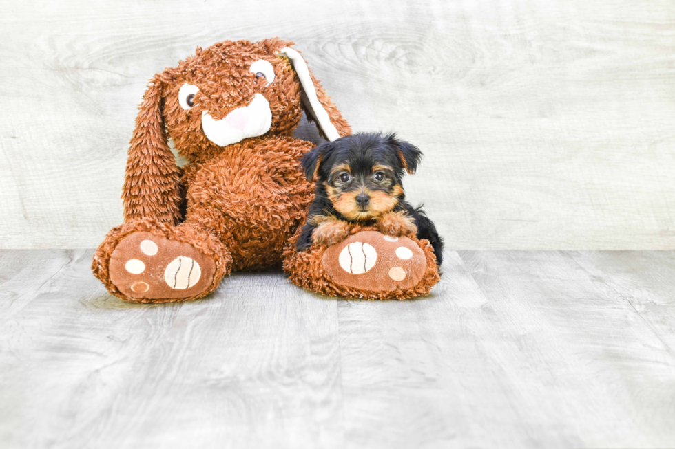 Meet Lisa - our Yorkshire Terrier Puppy Photo 