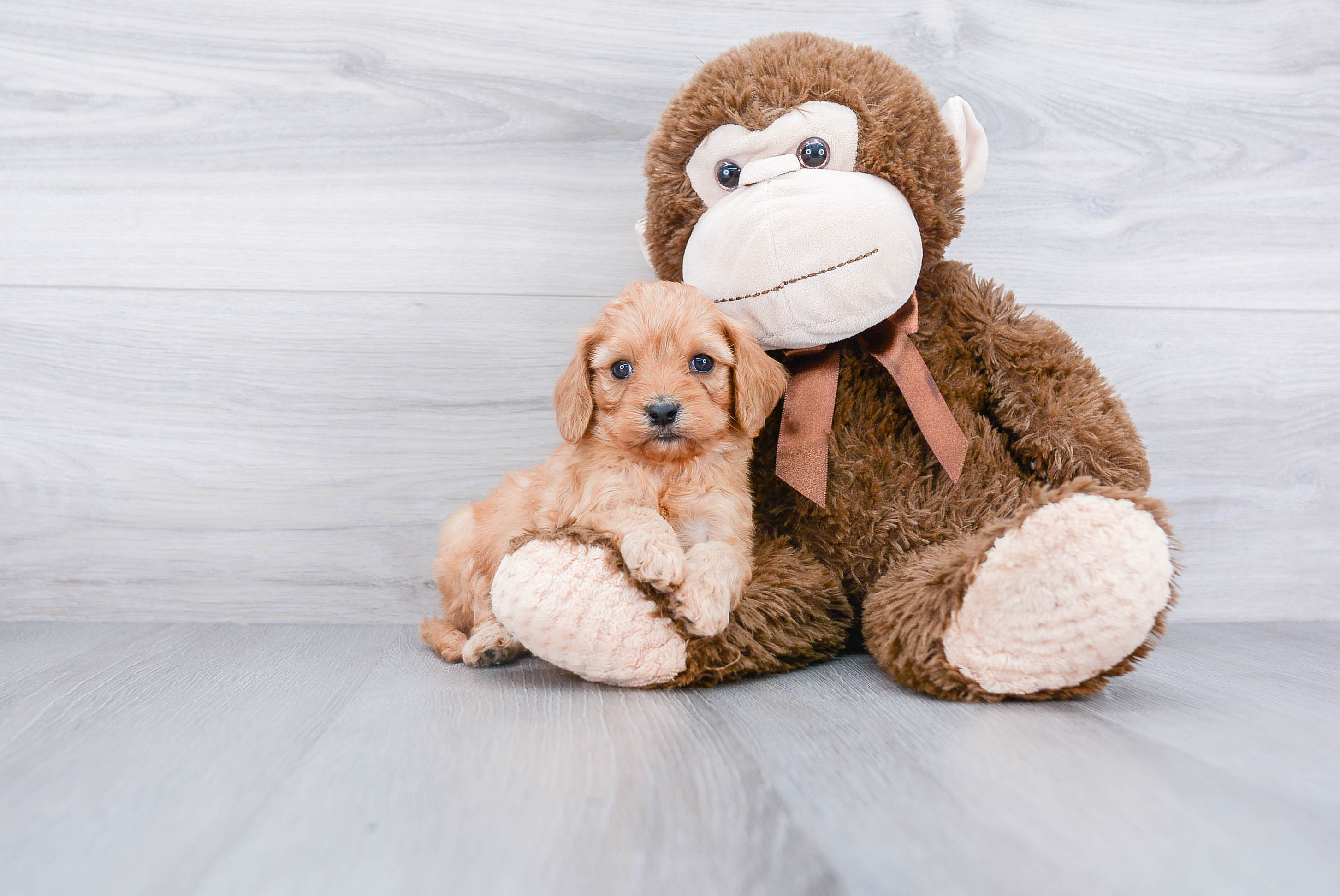 Cavapoo Pup Being Cute