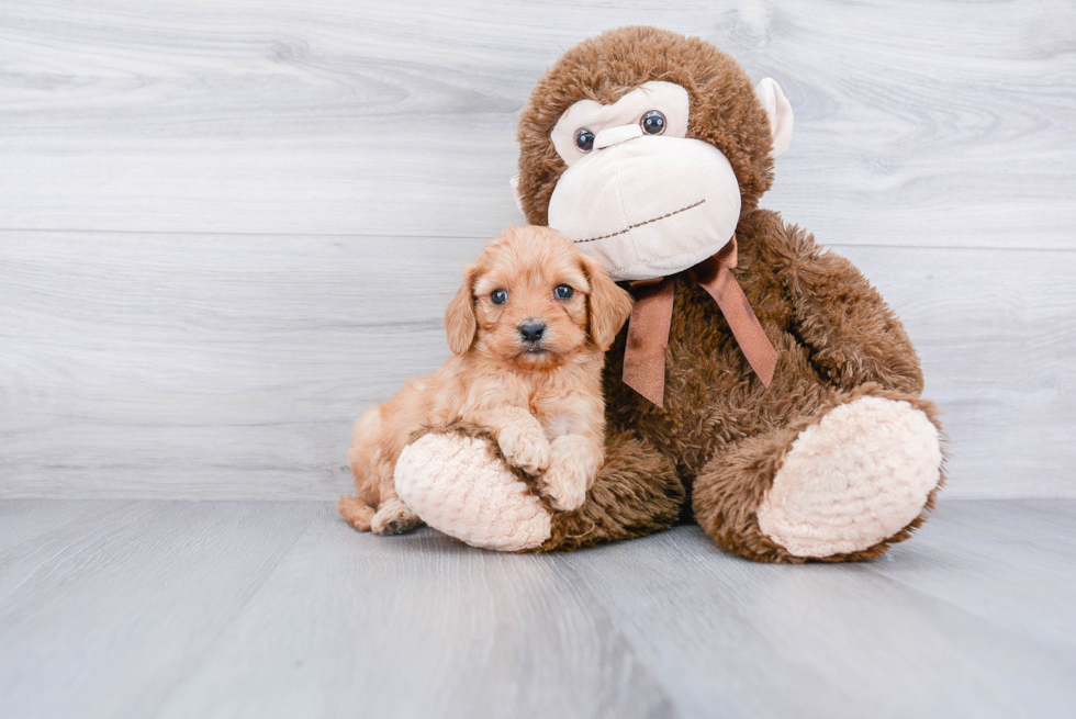 Cavapoo Pup Being Cute