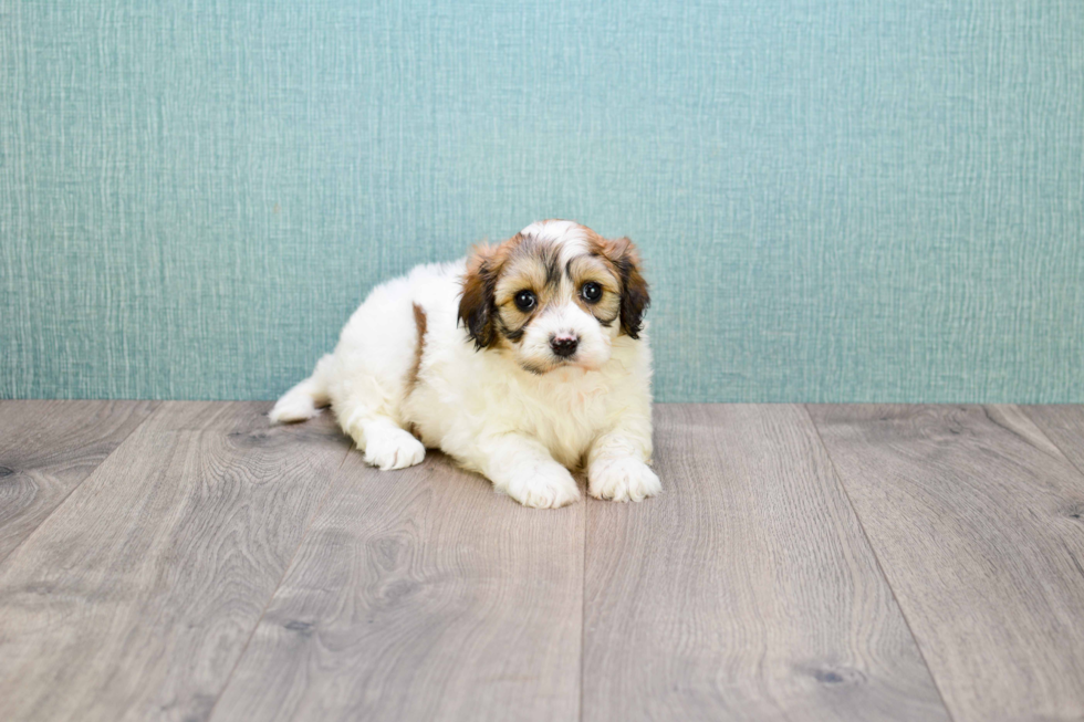 Sweet Cavachon Baby