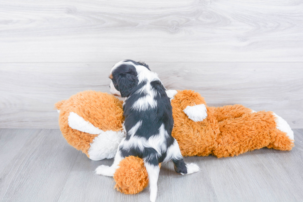 Cavalier King Charles Spaniel Pup Being Cute