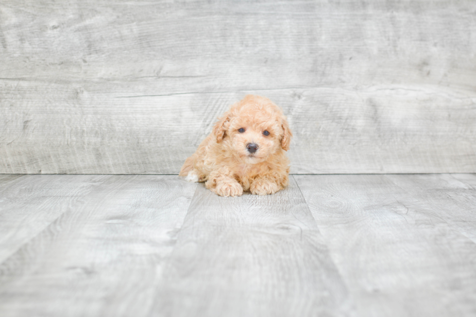 Best Maltipoo Baby