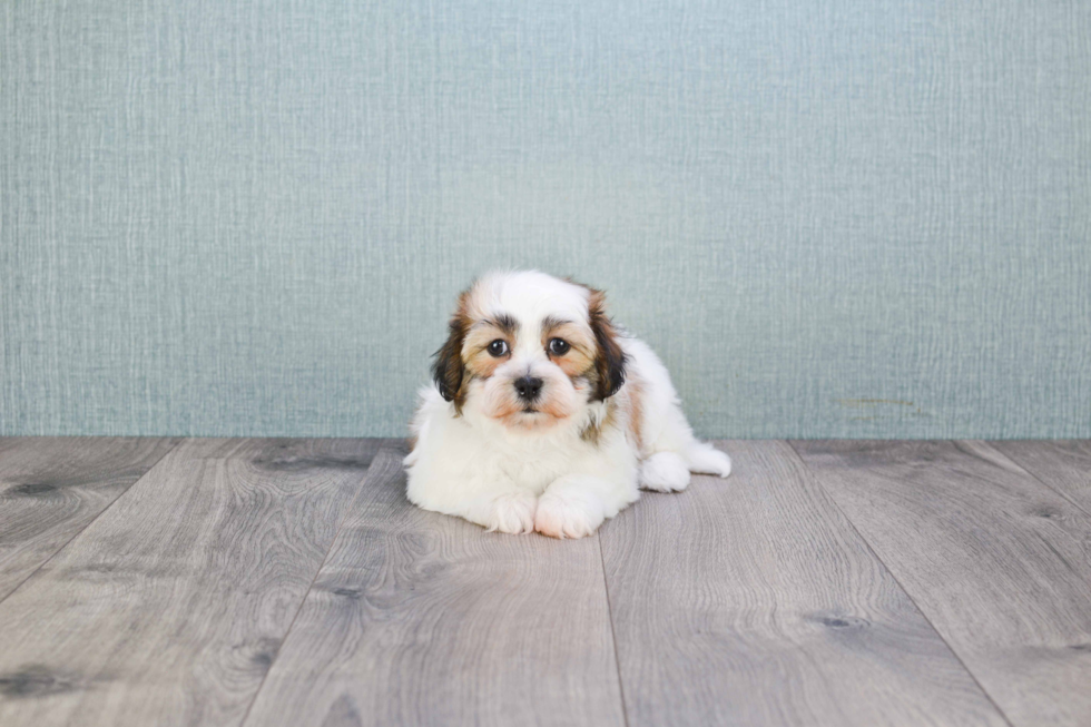 Teddy Bear Pup Being Cute