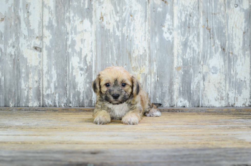 Popular Havanese Purebred Pup