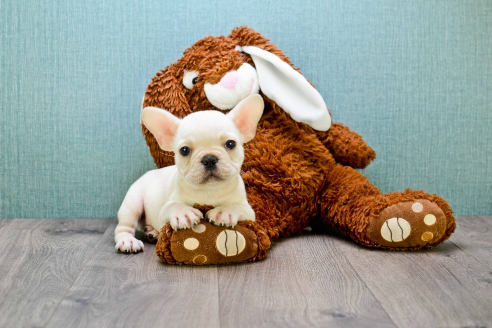 Cute Frenchie Purebred Puppy