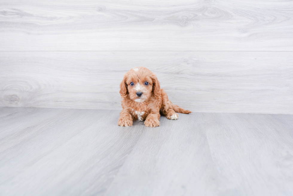 Best Cavapoo Baby