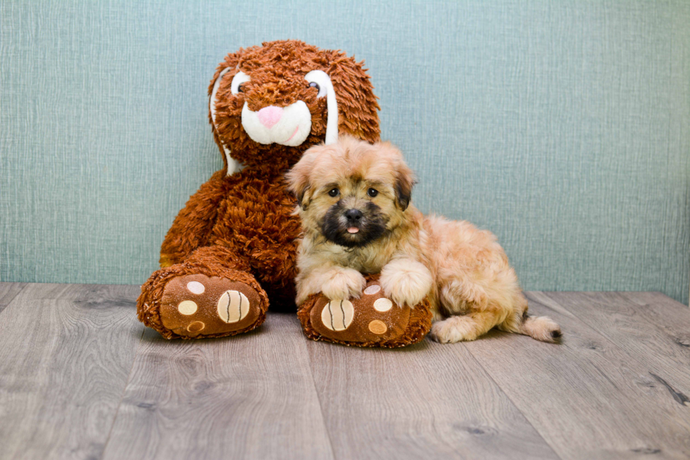 Teddy Bear Puppy for Adoption