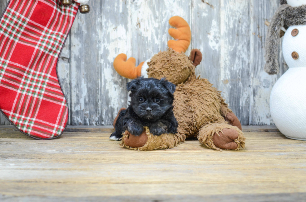 Friendly Morkie Baby