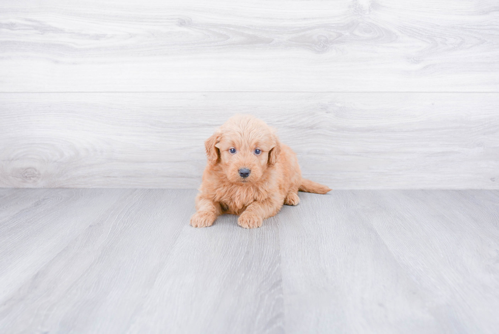 Funny Mini Goldendoodle Poodle Mix Pup