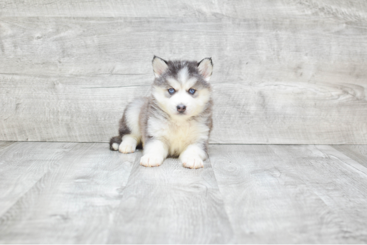 Happy Pomsky Baby