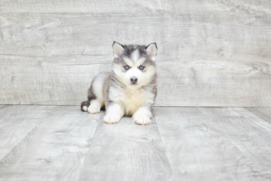 Happy Pomsky Baby