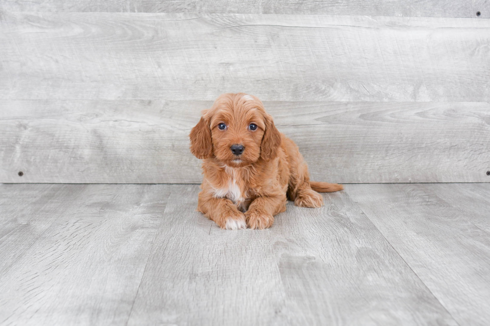 Smart Mini Goldendoodle Poodle Mix Pup