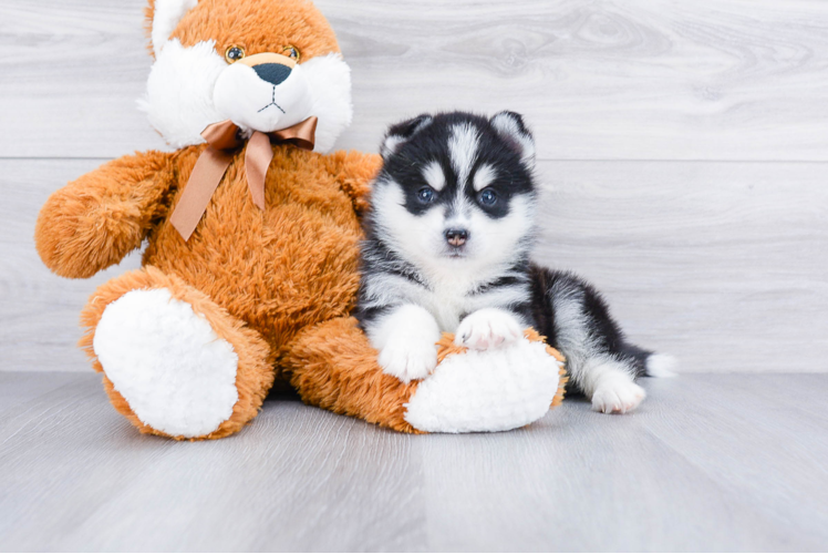 Best Pomsky Baby