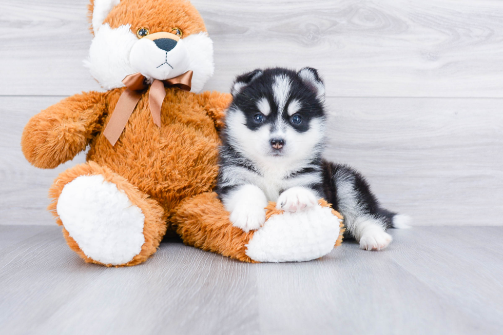 Best Pomsky Baby