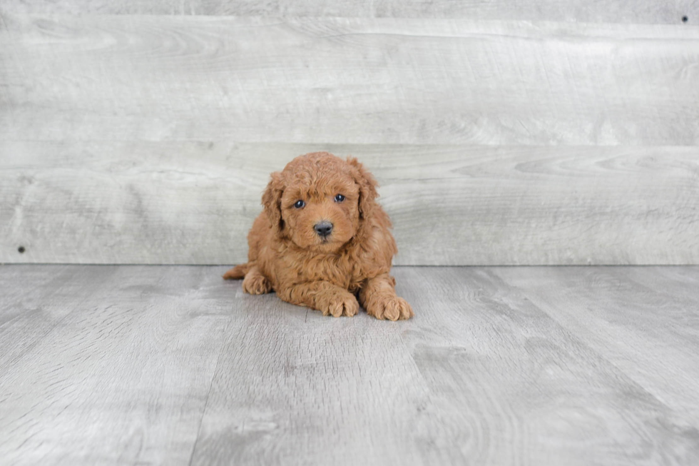 Petite Mini Goldendoodle Poodle Mix Pup