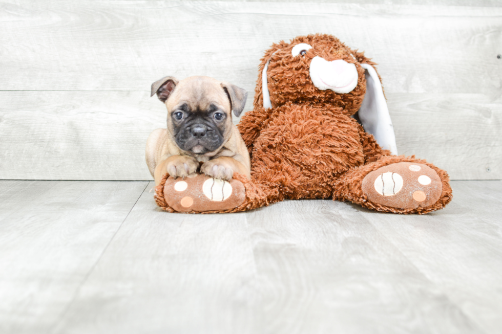 Akc Registered French Bulldog Purebred Pup