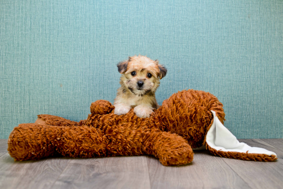 Little Yorkie Designer Puppy
