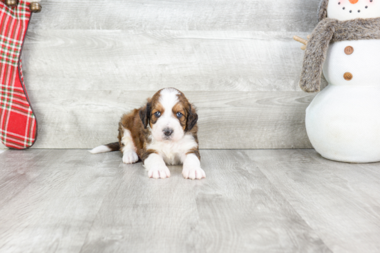 Hypoallergenic Bernadoodle Poodle Mix Puppy