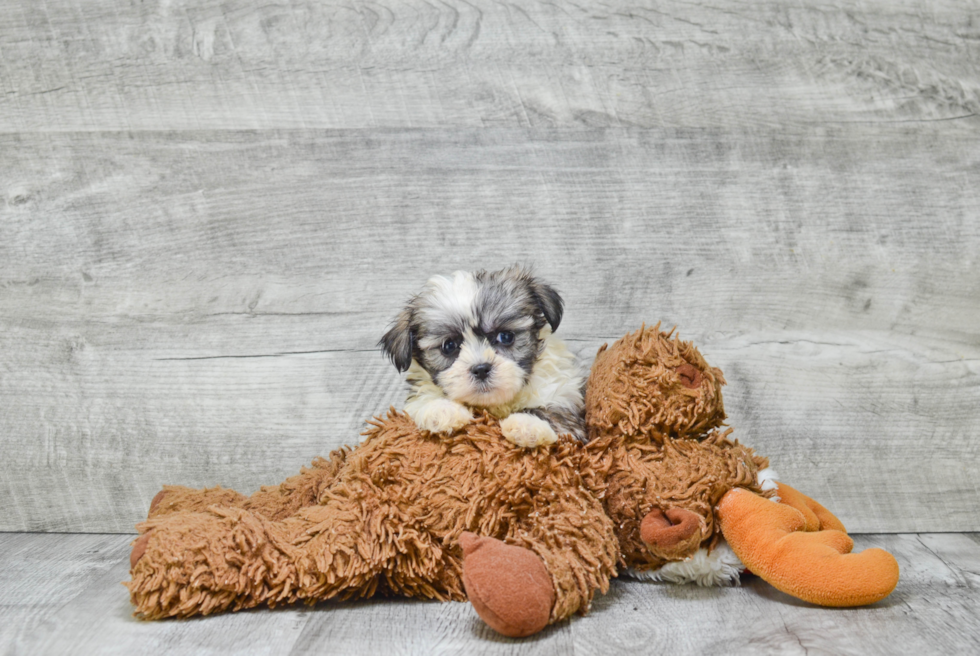 Smart Teddy Bear Designer Pup