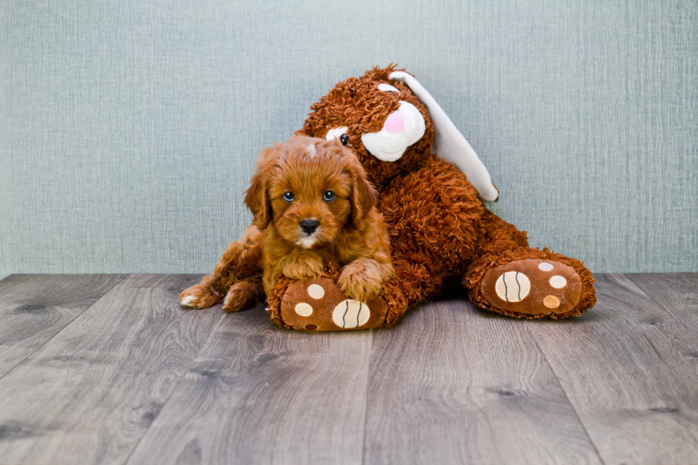 Energetic Cavoodle Poodle Mix Puppy