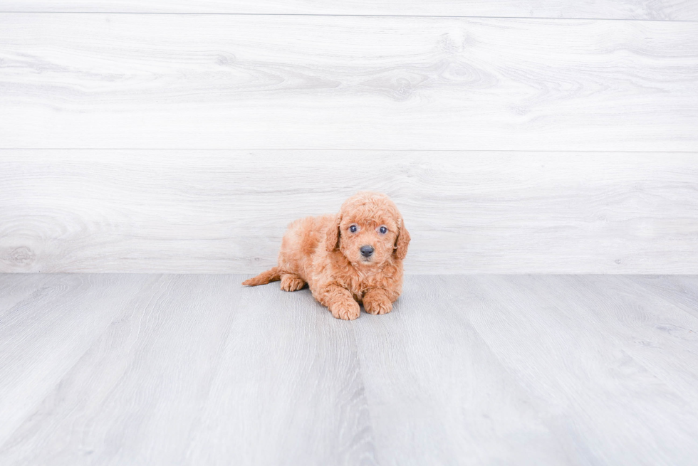 Hypoallergenic Golden Retriever Poodle Mix Puppy