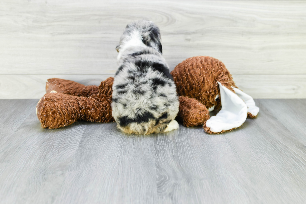 Mini Aussiedoodle Pup Being Cute