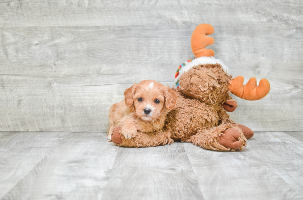 Cute Cavapoo Baby