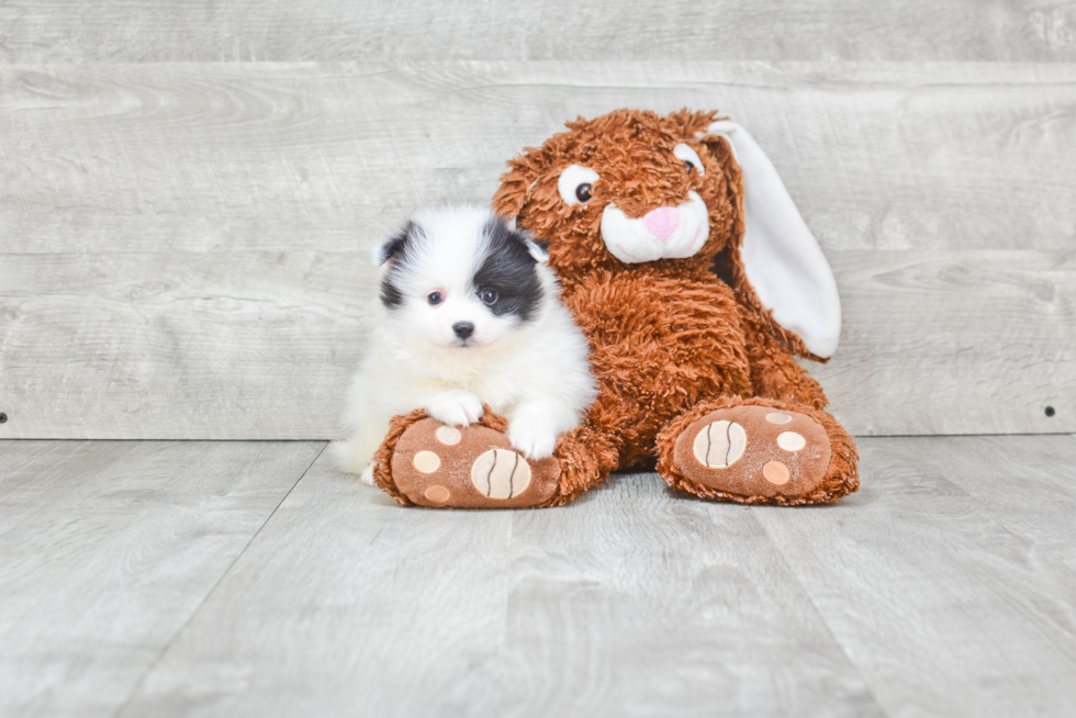 Friendly Pomeranian Purebred Pup