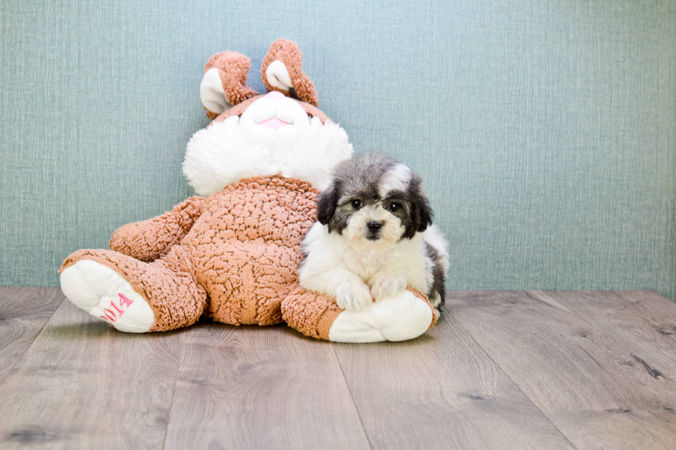 Smart Teddy Bear Designer Pup