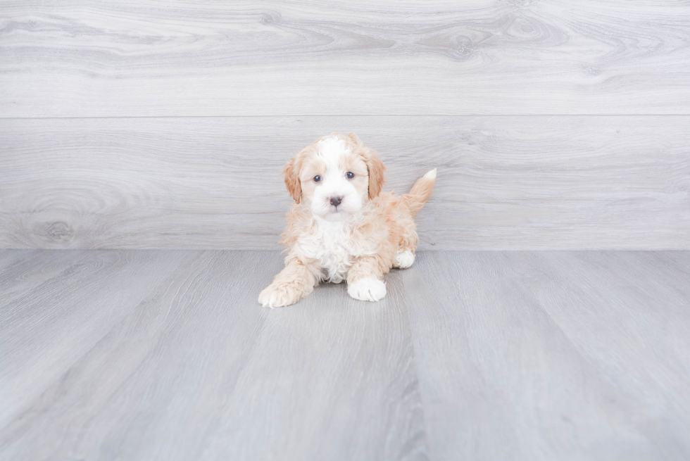 Mini Bernedoodle Pup Being Cute