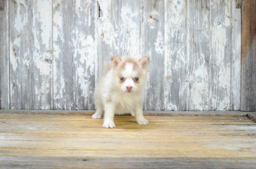 Pomsky Puppy for Adoption