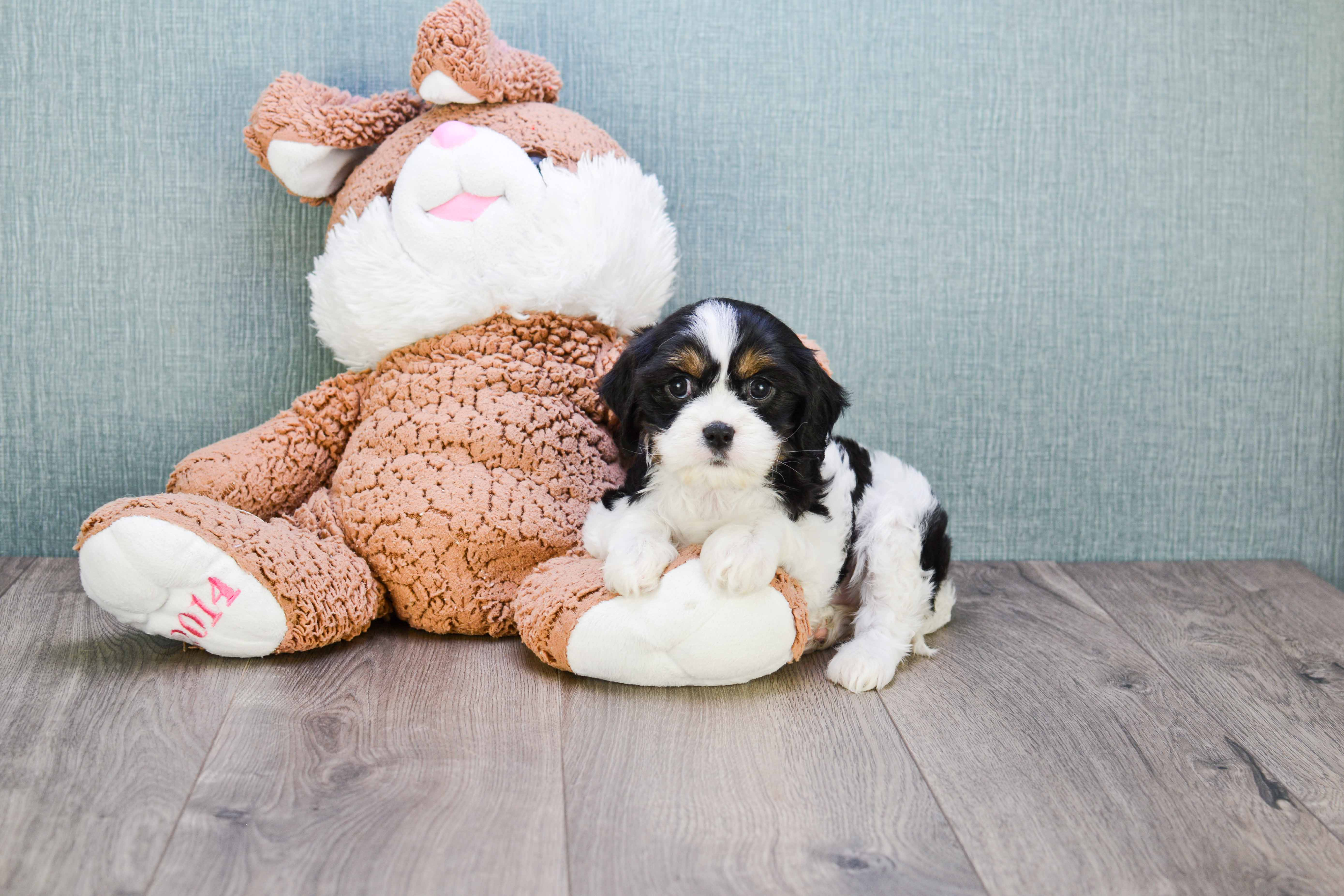 Petite Cavachon Designer Pup