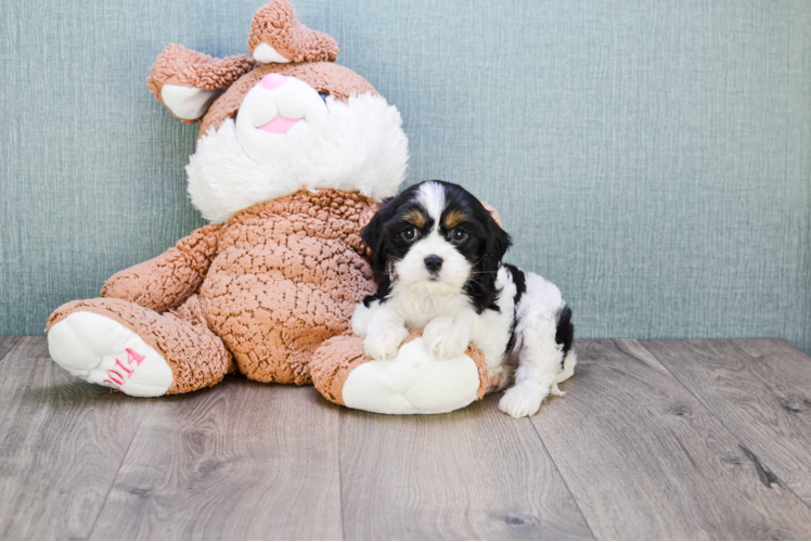 Petite Cavachon Designer Pup