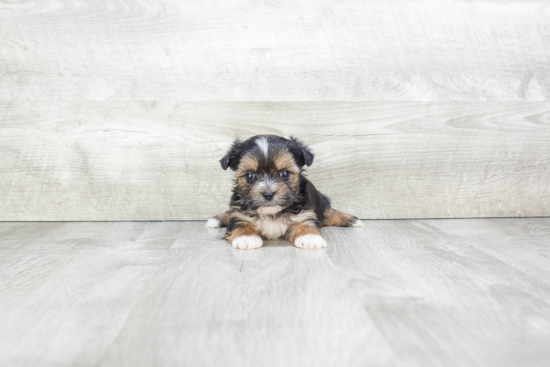 Morkie Pup Being Cute